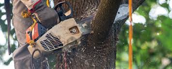 How Our Tree Care Process Works  in  Gambrills, MD